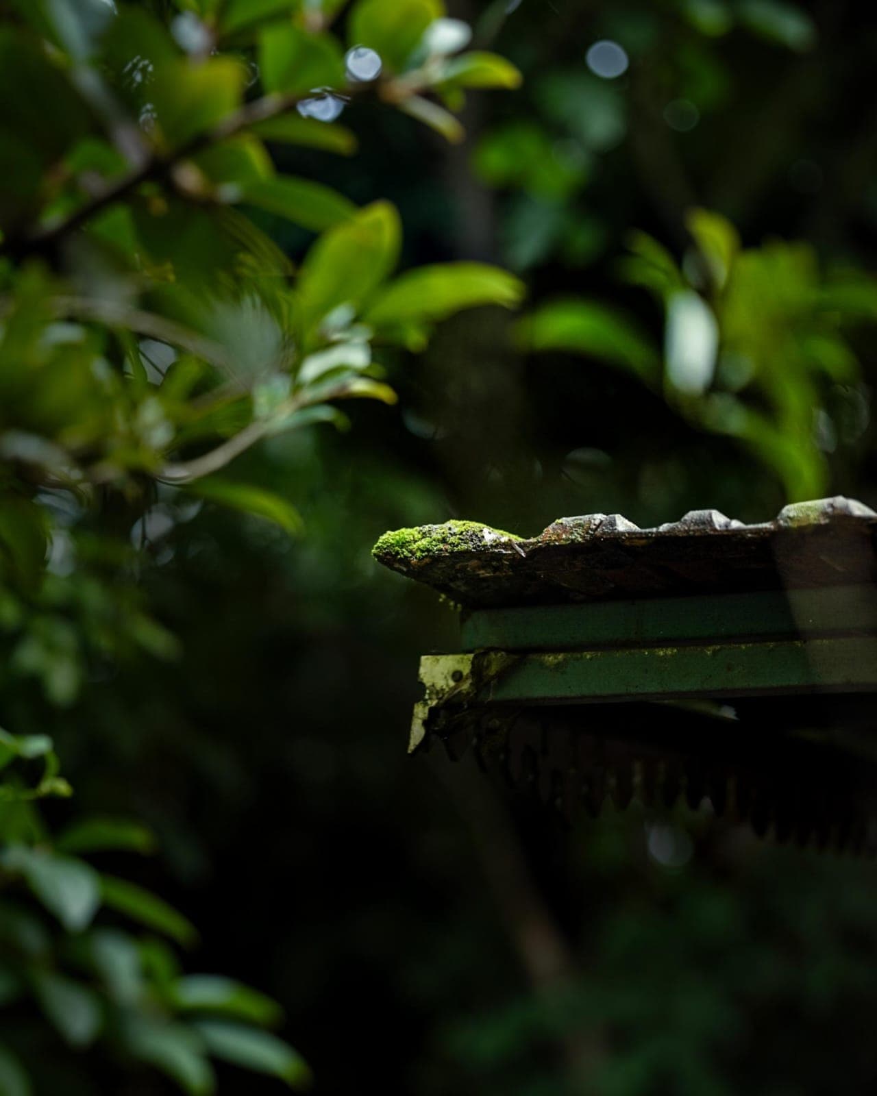 Monsoon Forest Grade Prompt